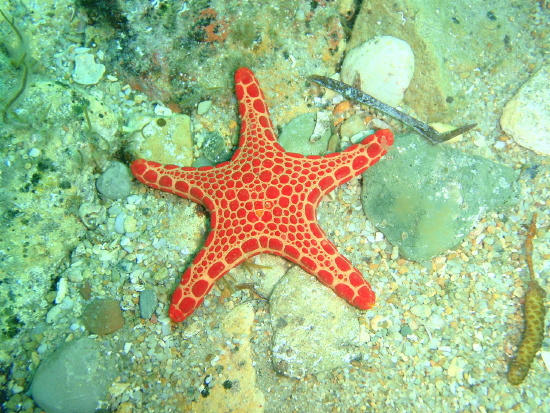  Pentaceraster duebeni (Red Tiled Sea Star, Vermillon Sea Star)